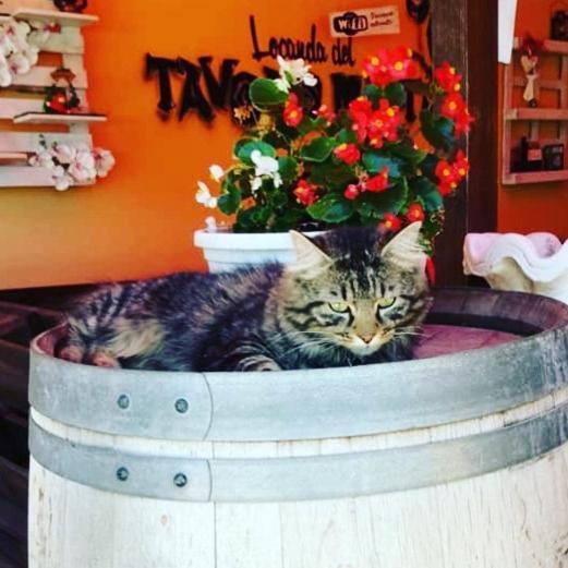 Locanda Del Tavolo Matto Потенца-Пічена Екстер'єр фото